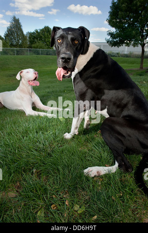 Deux Dogues heureux assis sur l'herbe sur une journée ensoleillée. Banque D'Images