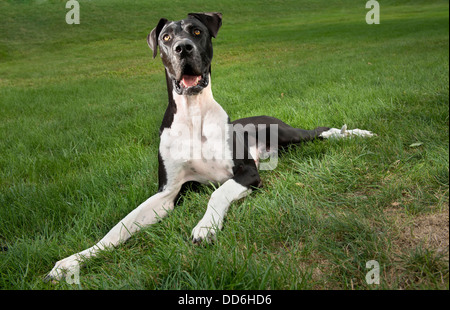 Noir et blanc mignon chien dogue allemand situé à l'extérieur sur l'herbe sur une journée ensoleillée à la recherche avec curiosité à l'appareil photo. Banque D'Images