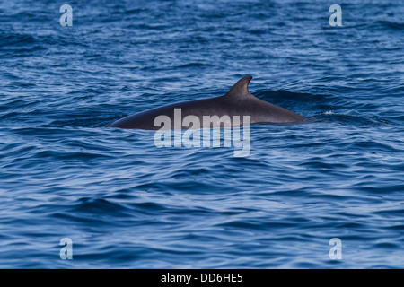 Le nord du Petit Rorqual (Balaenoptera acutorostrata) de St Mary's, Penzance, Cornwall Banque D'Images