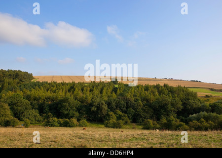 Un paysage agricole avec des champs de blé bois et les pâturages sous un ciel bleu nuageux dans le Yorkshire Wolds, Angleterre. Banque D'Images