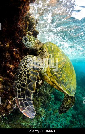 Voici une photo d'une tortue de mer vertes à la surface pour respirer un peu à Maui. Banque D'Images