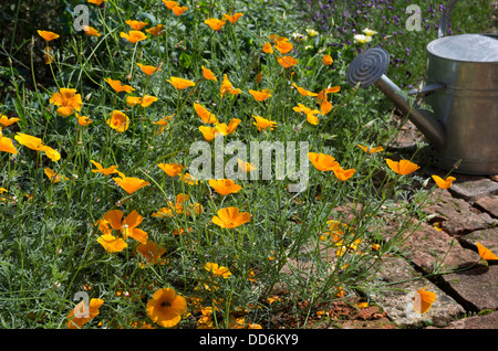 Pavot de californie 'Orange King', (Eschscholzia californica). Banque D'Images