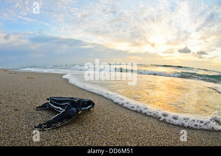 Il s'agit d'une photo d'une tortue luth tortue de faire son chemin dans l'océan un matin à Juno Beach, Floride. Banque D'Images