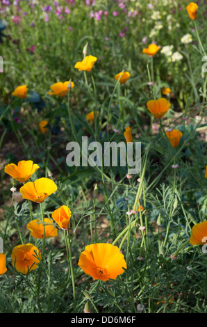 Pavot de californie 'Orange King', (Eschscholzia californica). Banque D'Images