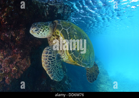 Voici une photo d'une tortue de mer vertes à la surface pour respirer un peu à Maui. Banque D'Images