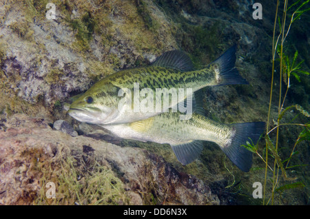 Deux poissons d'eau douce, de l'Achigan à grande bouche Micropterus salmoides, affichage sur une parade nuptiale site de nidification possible. Banque D'Images