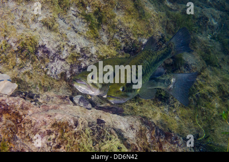 Deux poissons d'eau douce, de l'Achigan à grande bouche Micropterus salmoides, affichage sur une parade nuptiale site de nidification possible. Banque D'Images