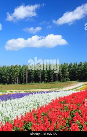 Jardin de fleurs à Furano, Hokkaido Banque D'Images