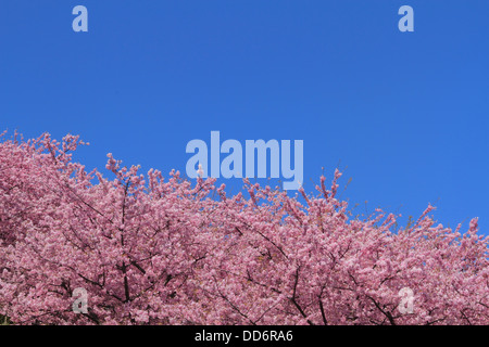 Fleurs de cerisier et de ciel bleu Banque D'Images