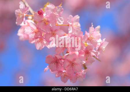 Cerisiers en fleurs Banque D'Images