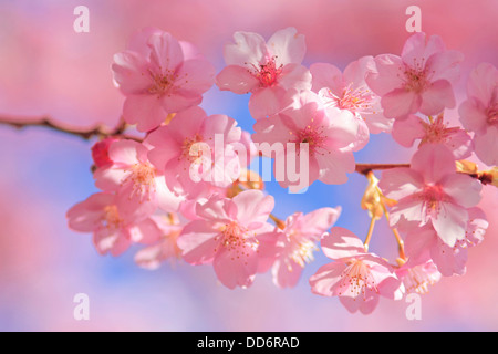 Cerisiers en fleurs Banque D'Images