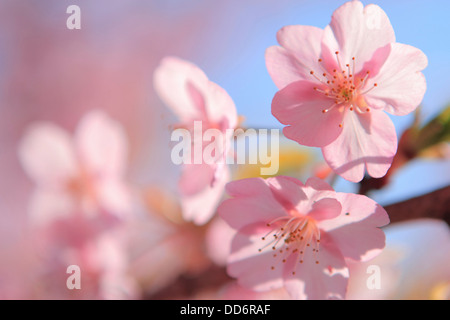 Cerisiers en fleurs Banque D'Images