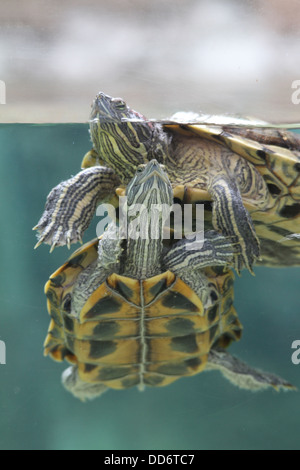 Une vie sauvage d'un coup en captivité des tortues Banque D'Images