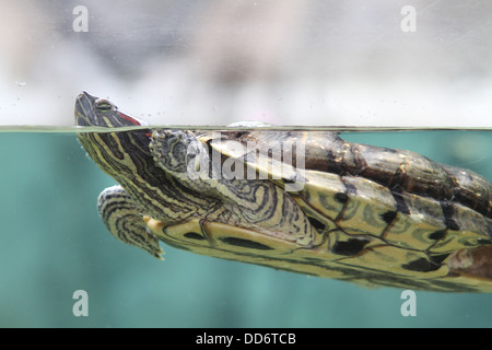 Une vie sauvage d'un coup en captivité des tortues Banque D'Images