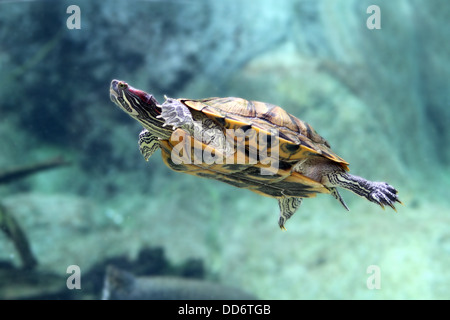 Une vie sauvage d'un coup en captivité des tortues Banque D'Images