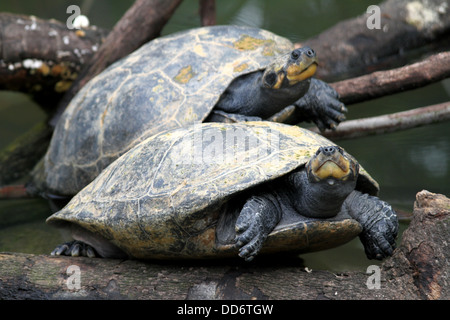 Une vie sauvage d'un coup en captivité des tortues Banque D'Images