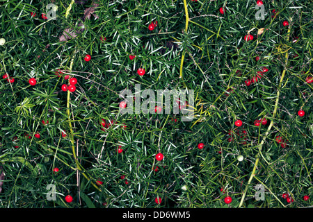 Fern Emerald/asperges/arbuste de la sétaire verte/Fruits-Asparagus Sprenger Asparagus densiflorus sprengeri A. [auparavant]-Famille Liliaceae Banque D'Images