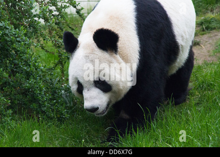 Panda géant Tian Tian Banque D'Images