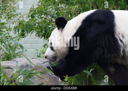 Panda géant Tian Tian Banque D'Images