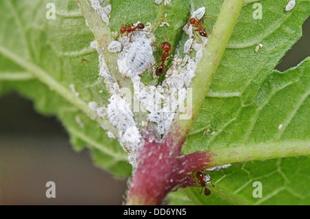 Les cochenilles et les fourmis sur la face inférieure d'une feuille de plante le doigt de dame Banque D'Images