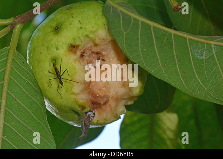 Les mouches se nourrissent de fruits de goyave endommagé encore sur l'arbre Banque D'Images