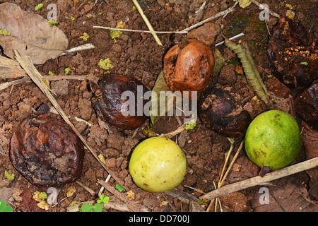 La décomposition des fruits de goyave Banque D'Images