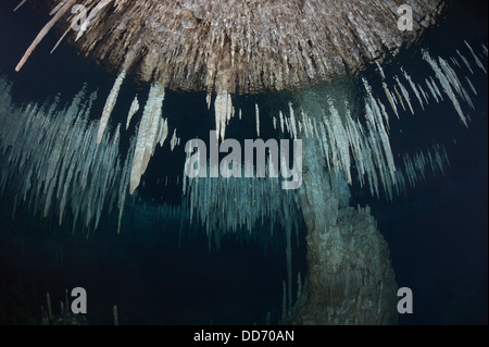 Stalactites au plafond dans la région de Mexican cenote se reflètent dans les eaux de surface à partir de ci-dessous. Banque D'Images