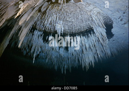 Stalactites au plafond dans la région de Mexican cenote se reflètent dans les eaux de surface à partir de ci-dessous. Banque D'Images