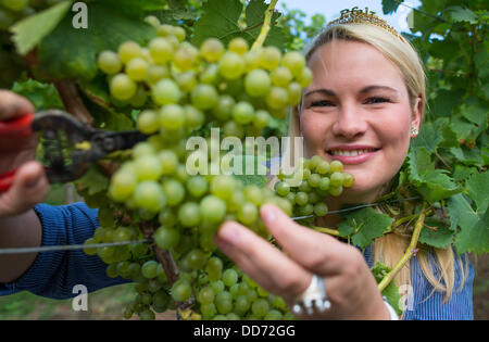 La reine du vin palatin Andrea Roemmich raisins récoltes du genre Ortega à gersfeld, Allemagne, 28 août 2013. Le début de la vendange pour l'Federweisser est le lancement à l'échelle nationale de cette année, le vintage. Photo : UWE ANSPACH Banque D'Images