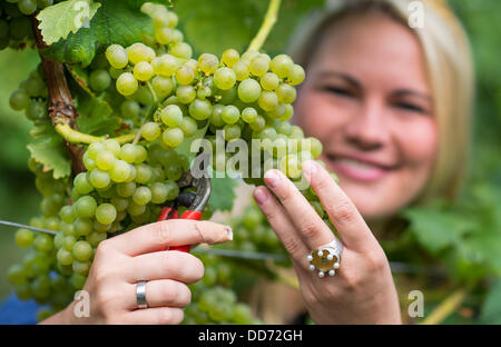 La reine du vin palatin Andrea Roemmich raisins récoltes du genre Ortega à gersfeld, Allemagne, 28 août 2013. Le début de la vendange pour l'Federweisser est le lancement à l'échelle nationale de cette année, le vintage. Photo : UWE ANSPACH Banque D'Images