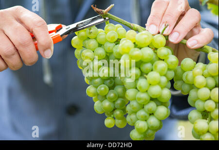 Les raisins de la sorte Ortega sont récoltés à gersfeld, Allemagne, 28 août 2013. Le début de la vendange pour l'Federweisser est le lancement à l'échelle nationale de cette année, le vintage. Photo : UWE ANSPACH Banque D'Images