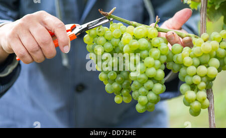 Les raisins de la sorte Ortega sont récoltés à gersfeld, Allemagne, 28 août 2013. Le début de la vendange pour l'Federweisser est le lancement à l'échelle nationale de cette année, le vintage. Photo : UWE ANSPACH Banque D'Images