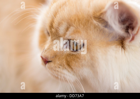 Chiens et chats : orange-chat blanc, close-up portrait, selective focus, fond flou naturel Banque D'Images