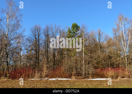 Au début du printemps dans la forêt Banque D'Images