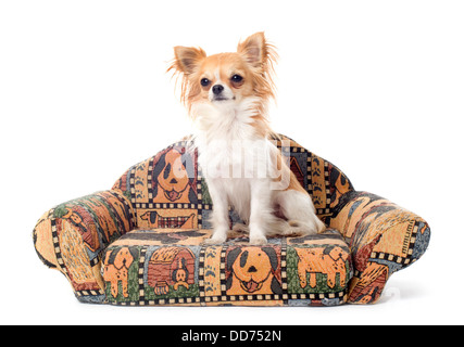 Cute chihuahua sur un sofa in front of white background Banque D'Images