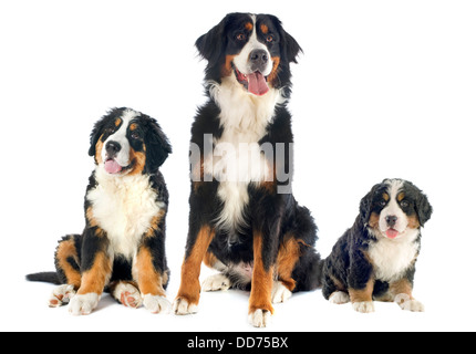 Portrait d'un bouvier bernois pure race, in front of white background Banque D'Images