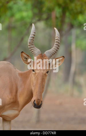 Bubale Alcelaphus buselaphus (ouest) principales détails tête Burkina Faso Banque D'Images