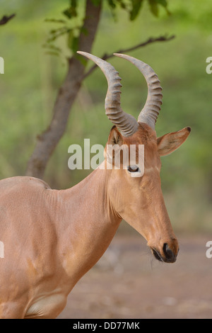 Bubale Alcelaphus buselaphus (ouest) principales détails tête Burkina Faso Banque D'Images