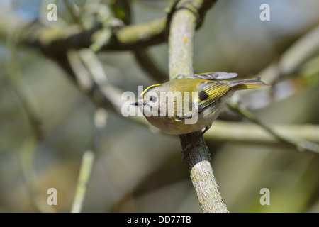 Goldcrest commune européenne - Goldcrest (Regulus regulus) perché sur une branche Banque D'Images