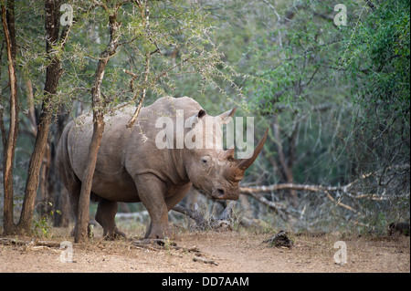 Le rhinocéros blanc (Ceratotherium simum), Mkhuze Game Reserve, parc iSimangaliso Wetland Park, Afrique du Sud Banque D'Images