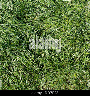Full Frame Green grass Banque D'Images