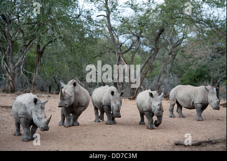 Le rhinocéros blanc (Ceratotherium simum), Mkhuze Game Reserve, parc iSimangaliso Wetland Park, Afrique du Sud Banque D'Images