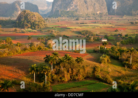 Paysage karstique avec champs de tabac dans la vallée de Vinales, Pinar del Rio, Vinales, Cuba, Caraïbes Banque D'Images