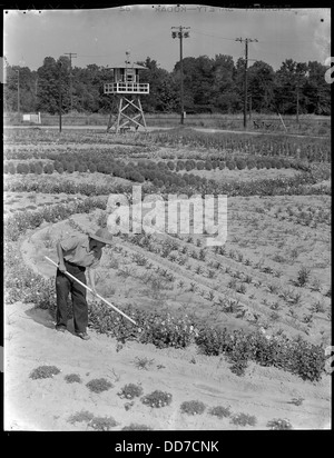 Clôture de la réinstallation, Jérôme Centre Denson, Arkansas. Les jardins de fleurs décoratives à l'app . . . - - 539672 Banque D'Images