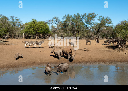 Rhinocéros blanc, bleu des gnous, le zèbre de Burchell et phacochères à un étang à Mkhuze Game Reserve, parc iSimangaliso Wetland Park, Afrique du Sud Banque D'Images