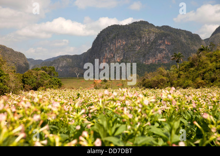 Paysage karstique avec champs de tabac dans la vallée de Vinales, Pinar del Rio, Vinales, Cuba, Caraïbes Banque D'Images