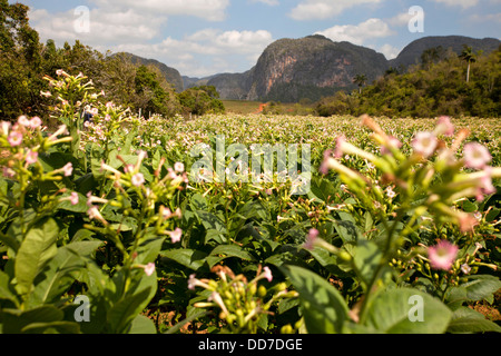 Paysage karstique avec champs de tabac dans la vallée de Vinales, Pinar del Rio, Vinales, Cuba, Caraïbes Banque D'Images