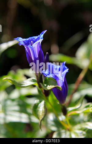 Schwalbenwurzenzian, Gentiana asclepiadea Banque D'Images