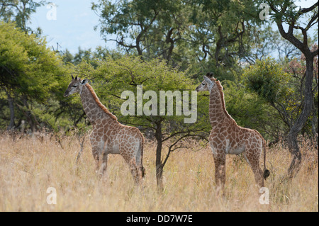 Les jeunes girafes du Sud (Giraffa camelopardalis giraffa), Weenen Game Reserve, Afrique du Sud Banque D'Images