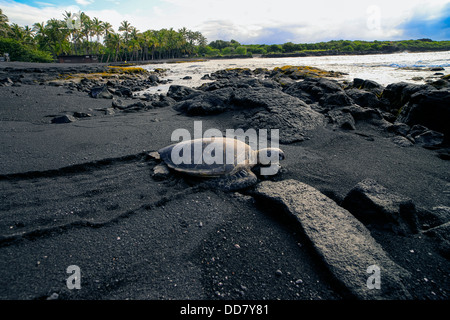 La tortue imbriquée, Punaluu Black Sand Beach, île d'Hawaï Banque D'Images